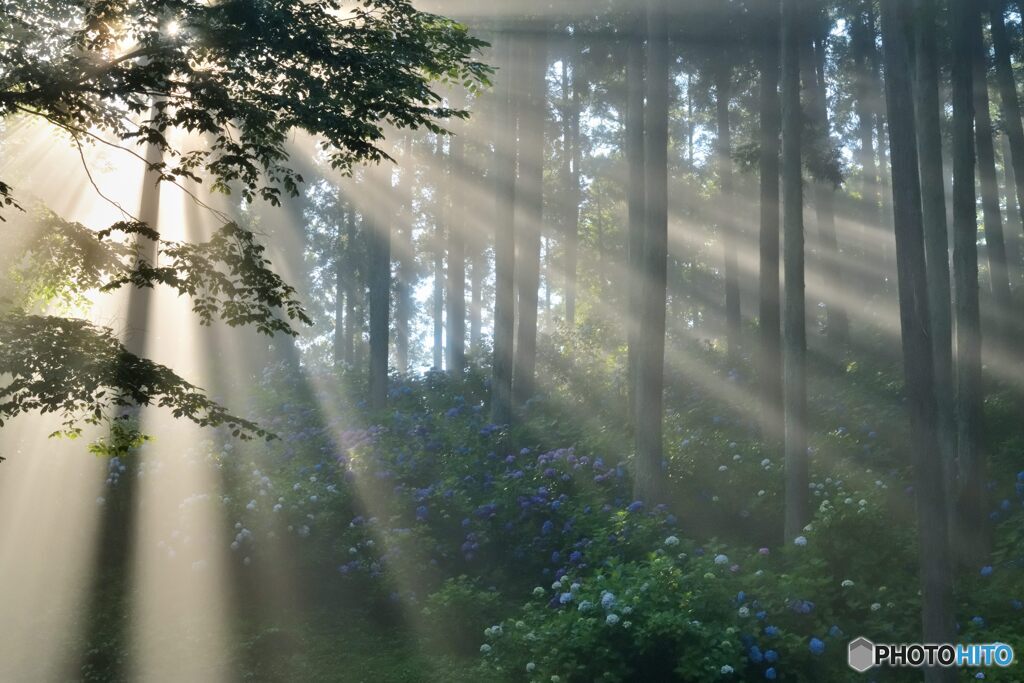朝陽燦燦