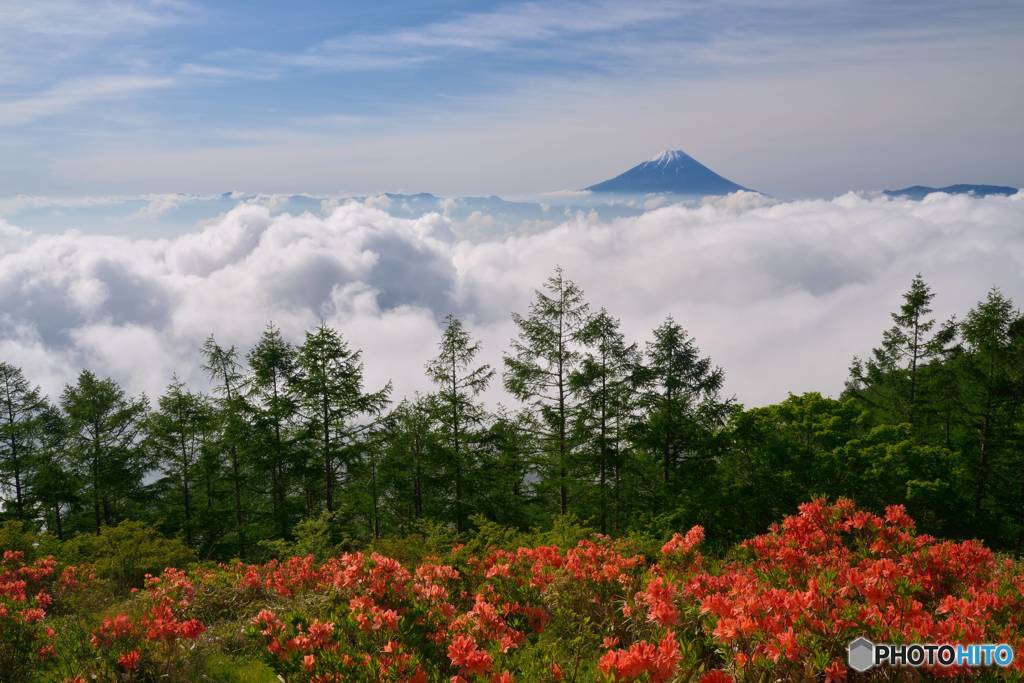 富士と雲海と躑躅