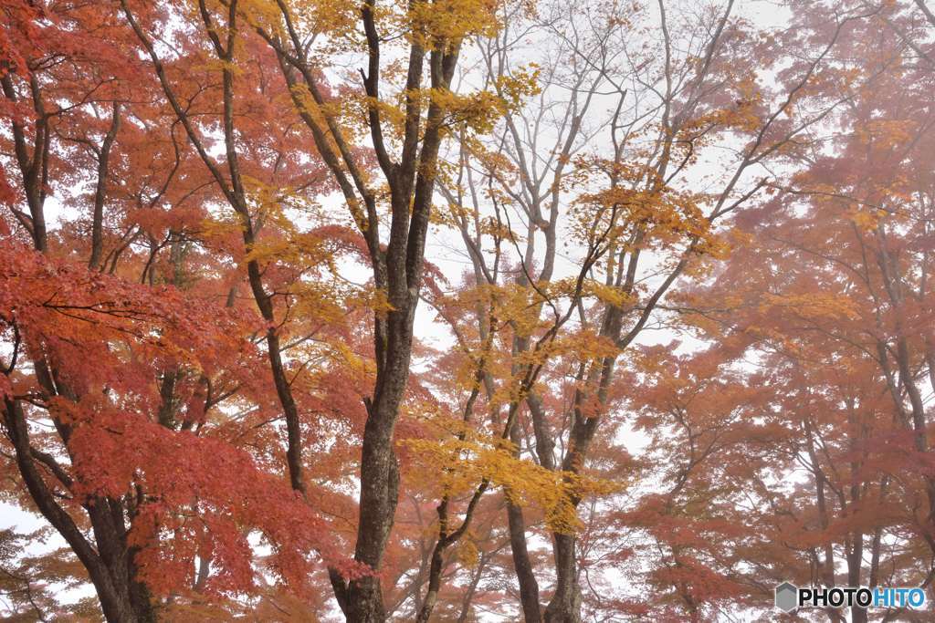 朝霧もみじ