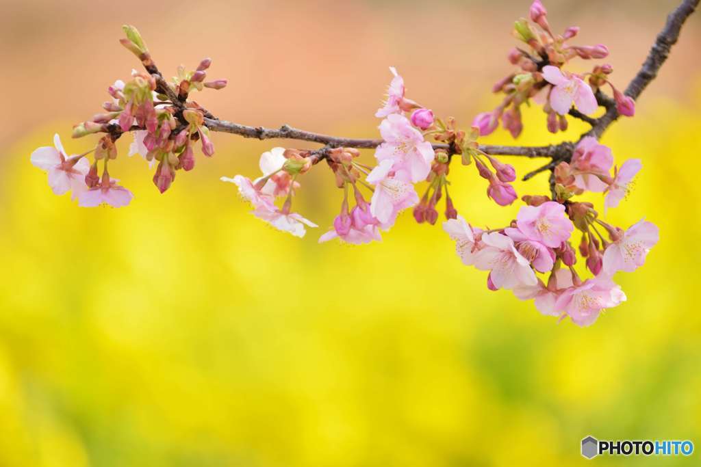 河津桜