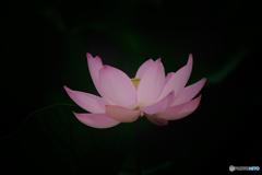 魅