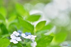 淡き梅雨の花