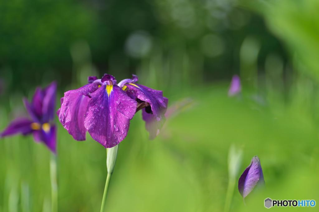 花菖蒲