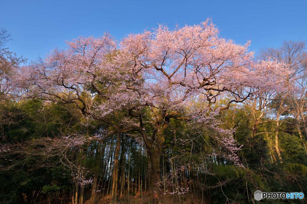 北本一本桜