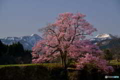 孤高の桜