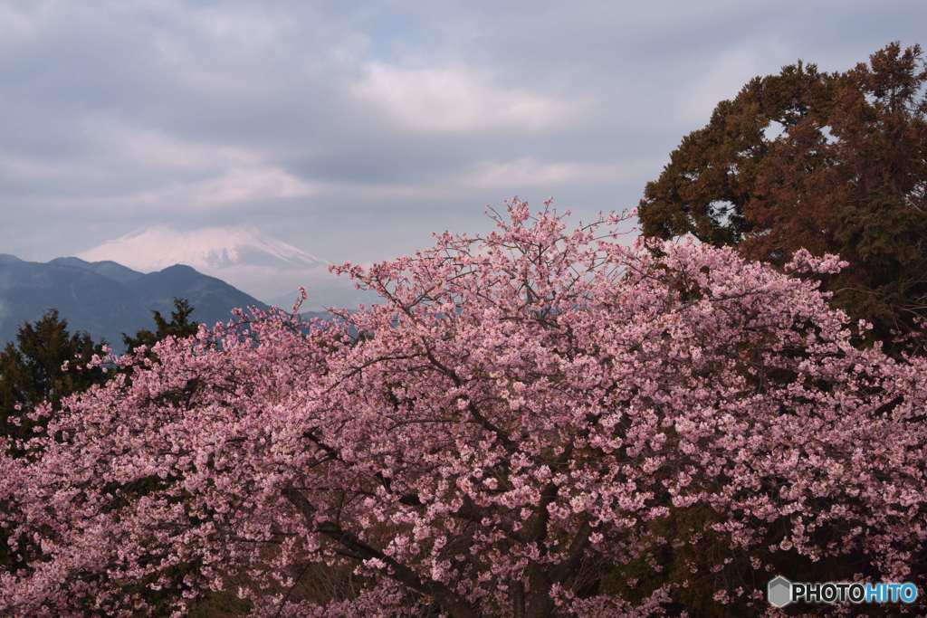 河津桜と雲隠れ富士