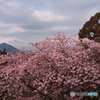 河津桜と雲隠れ富士