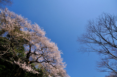 蒼天に咲く