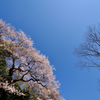 蒼天に咲く