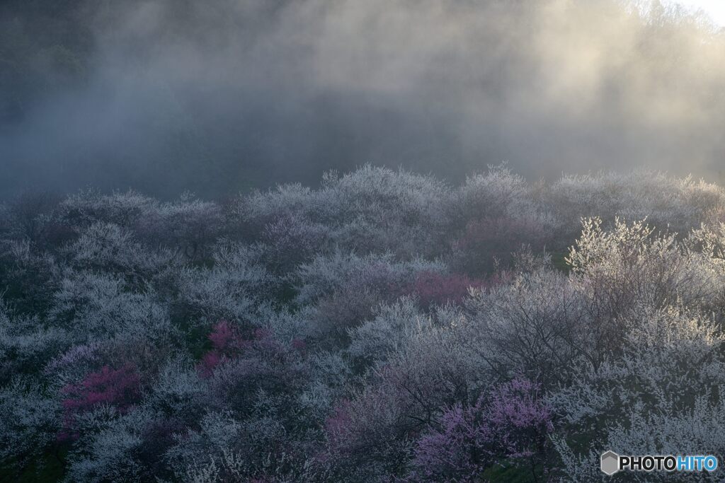 朝靄梅林