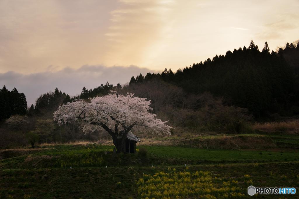 願いの桜