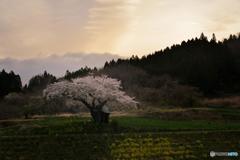 願いの桜