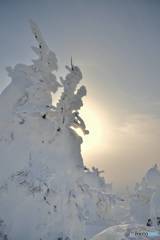 太陽と樹氷