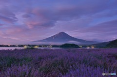 紫の夜明け