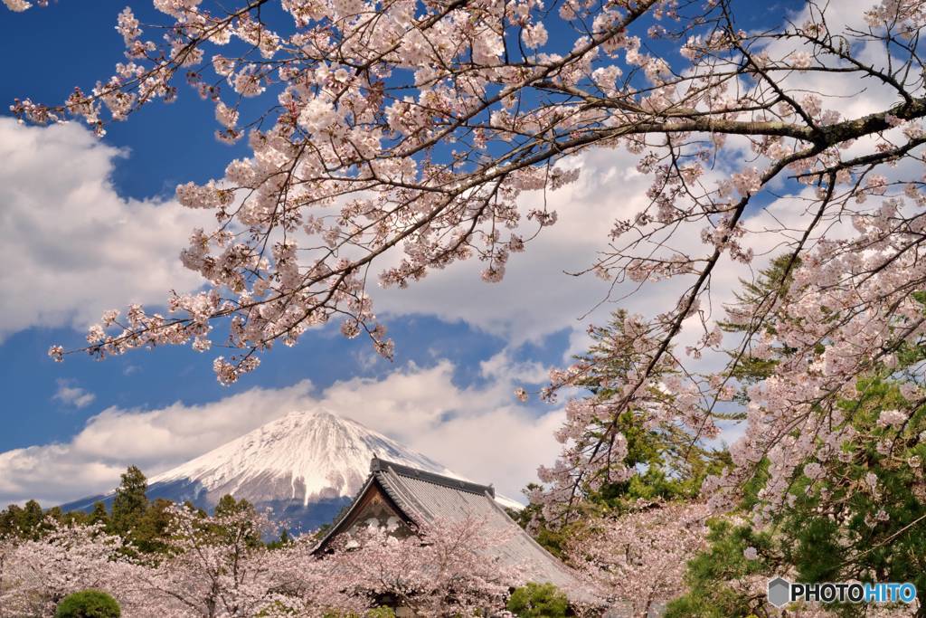 日本の春