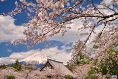 日本の春