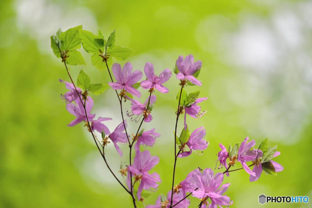 花舞う