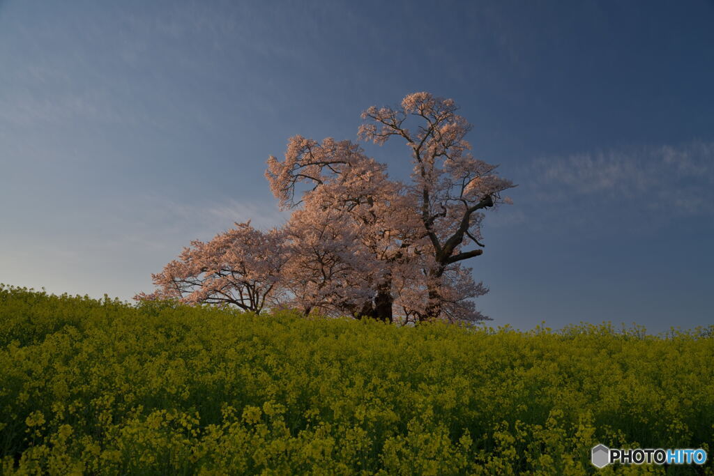 大桜輝く