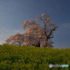 大桜輝く