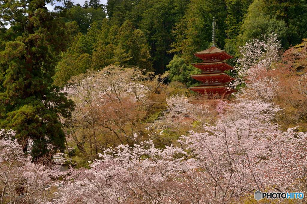 桜と五重塔