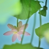 夏花水鏡