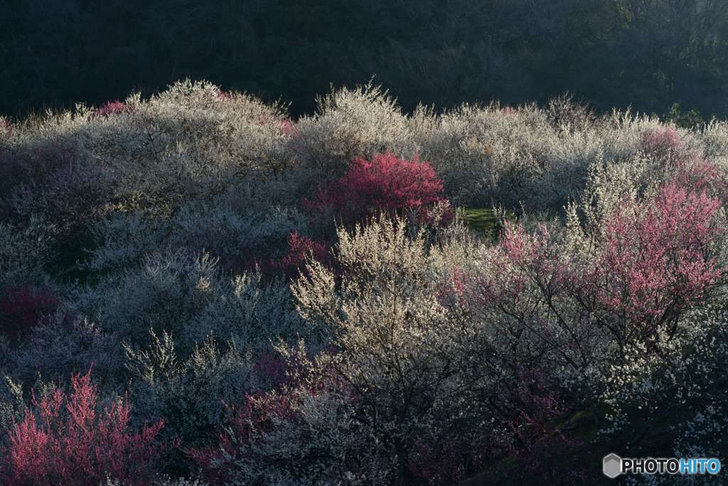 梅の郷