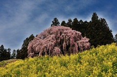寄り添って170年