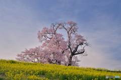 孤高の大桜