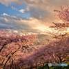 黄昏桜ヶ丘　