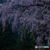 枝垂れて