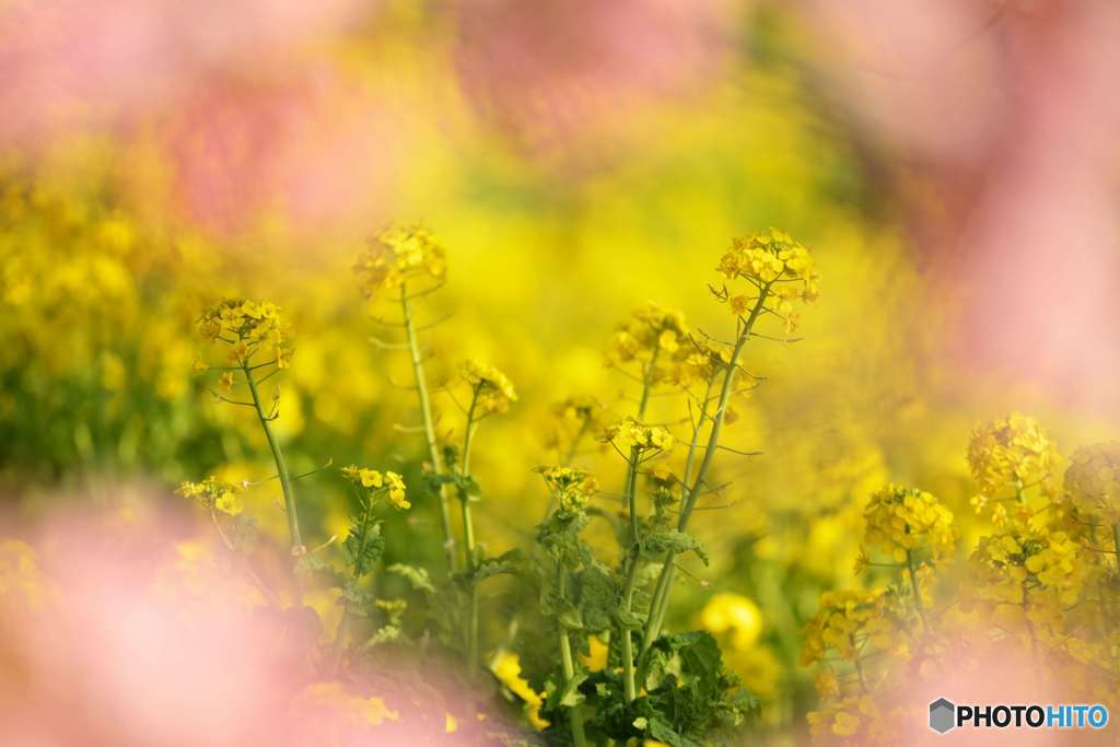 桜フレームin菜の花