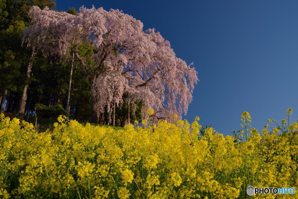 春のコンチェルト