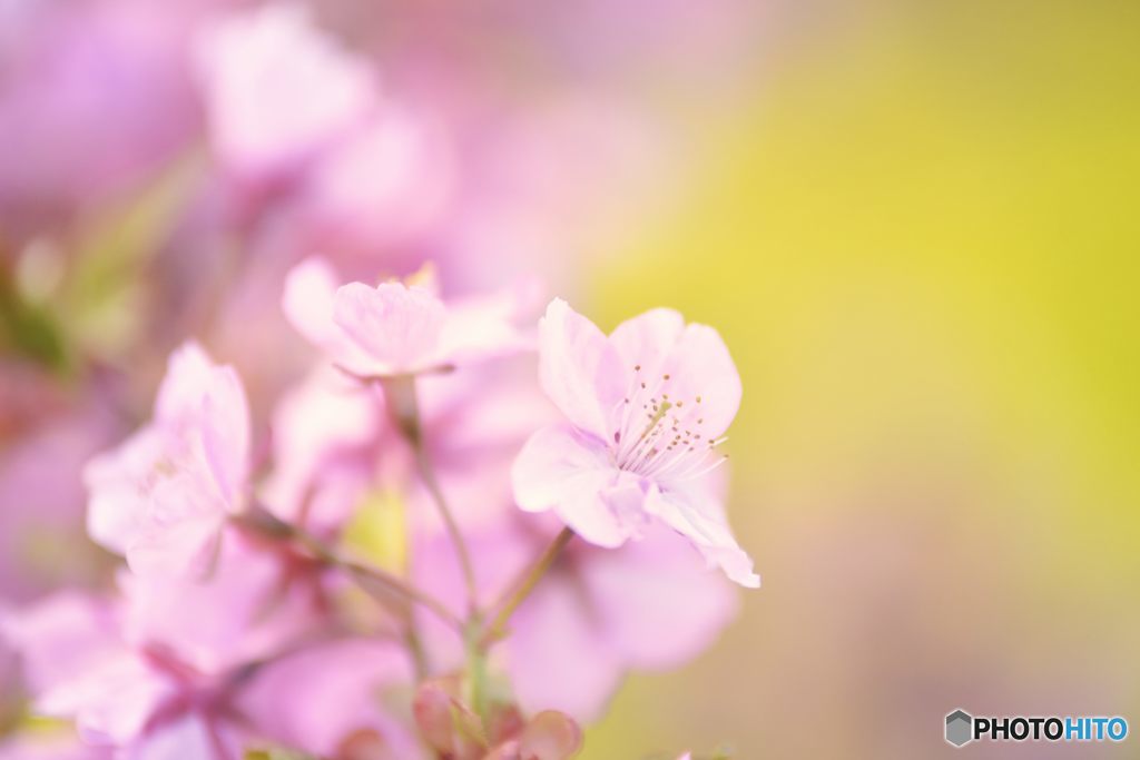 花あくび