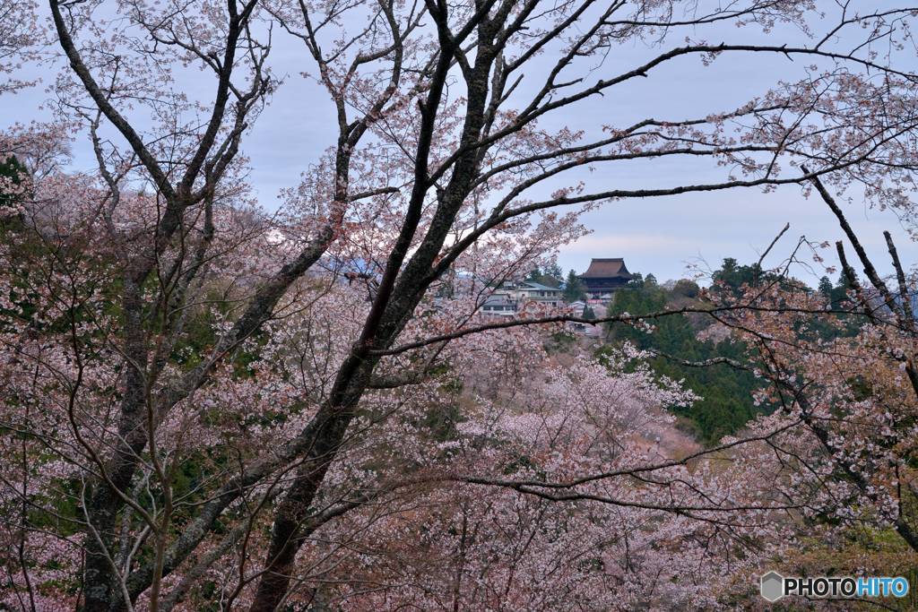 吉野山春景