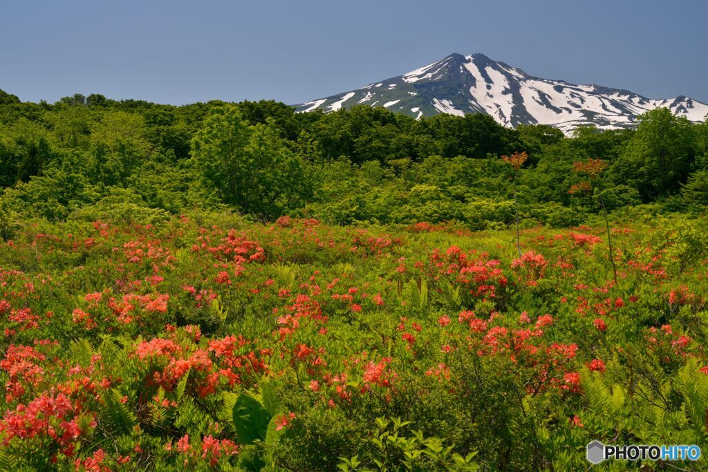 レンゲツツジと鳥海山