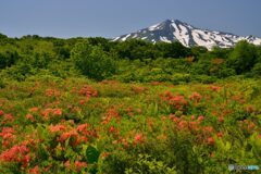 レンゲツツジと鳥海山