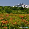 レンゲツツジと鳥海山