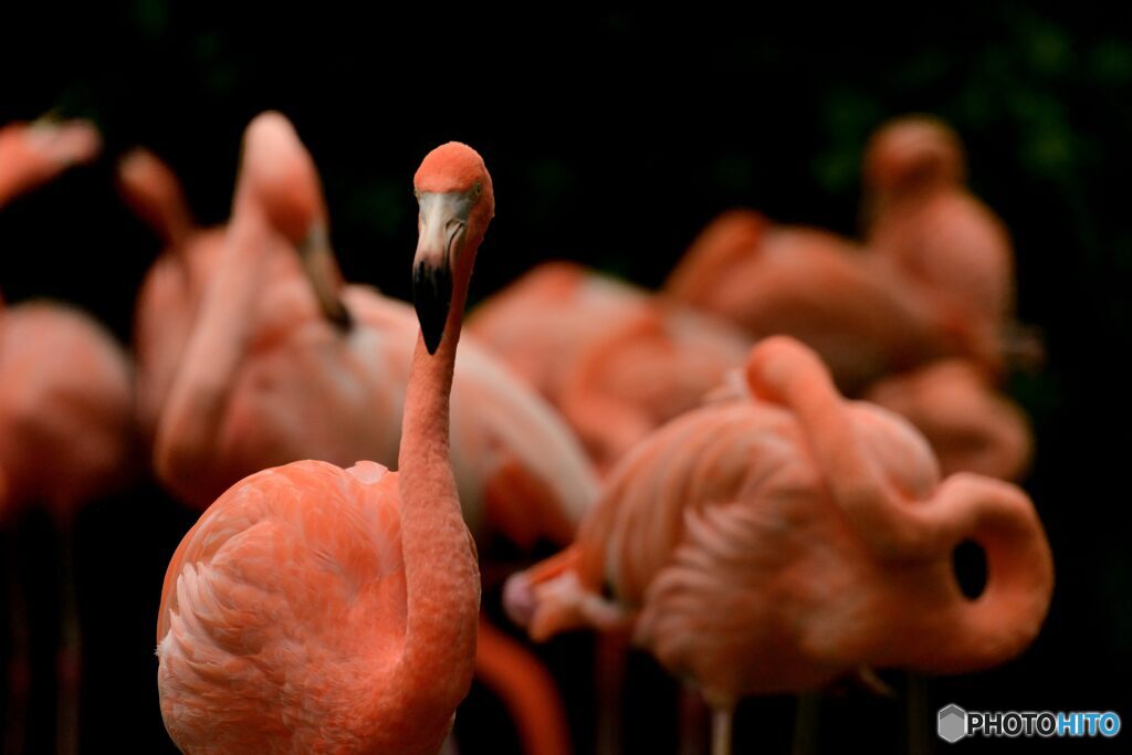Flamingos