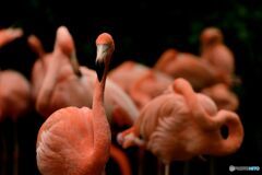 Flamingos