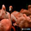 Flamingos