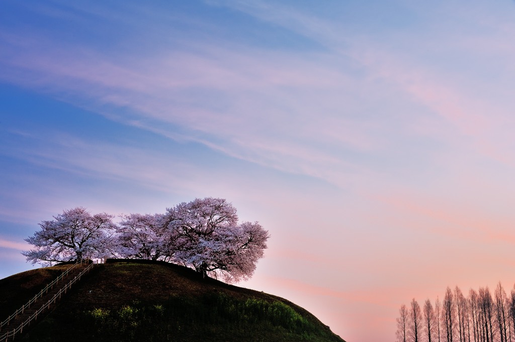 暁の古墳桜