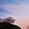暁の古墳桜
