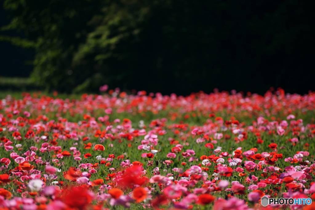 pleasure