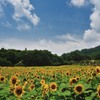 夏盛る