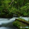 夏の奥入瀬渓流