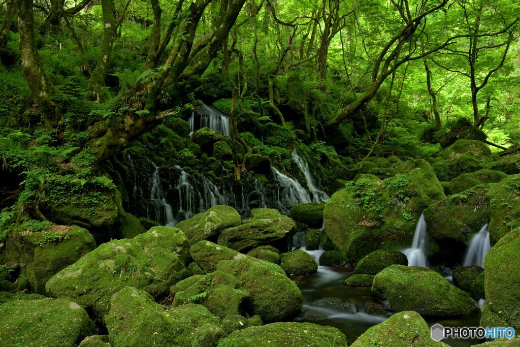 緑の園