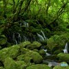 緑の園