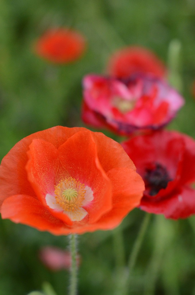 poppy_5