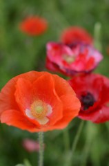 poppy_5