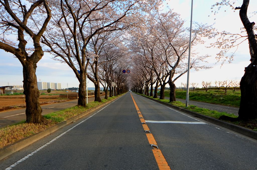 桜4